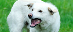 Dog bites